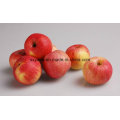 N ° CAS 60-81-1 Extrait de pomme 40% 98% Phloridzine